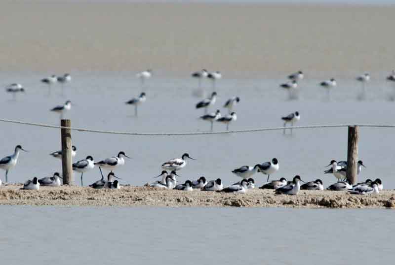 Black Winged Stild - parque nacional de Etosha - Namibia 1.jpg